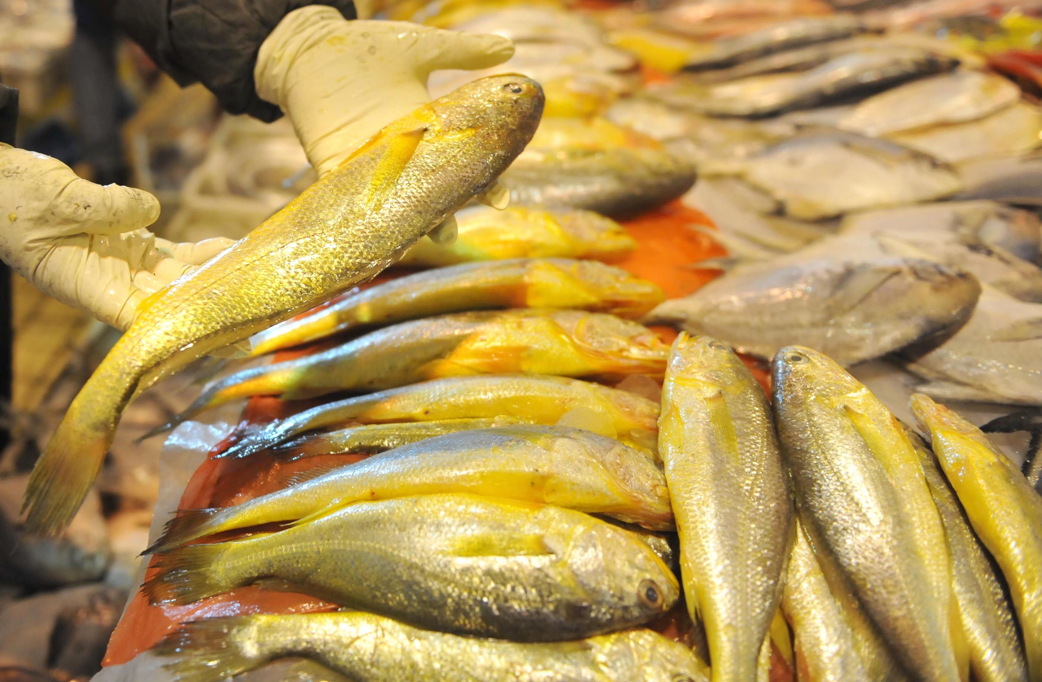 一网大黄鱼卖了957万，别只看到“暴富”而忘了生态危机