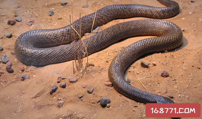 世界上最毒的毒蛇，澳洲艾基特林海蛇能吃吗？