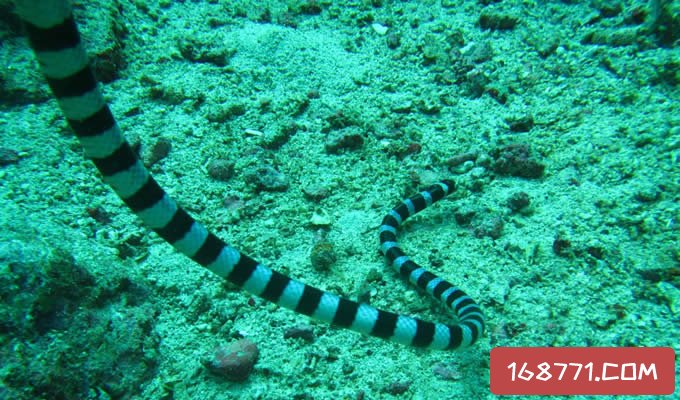 世界上最毒的毒蛇，澳洲艾基特林海蛇能吃吗？