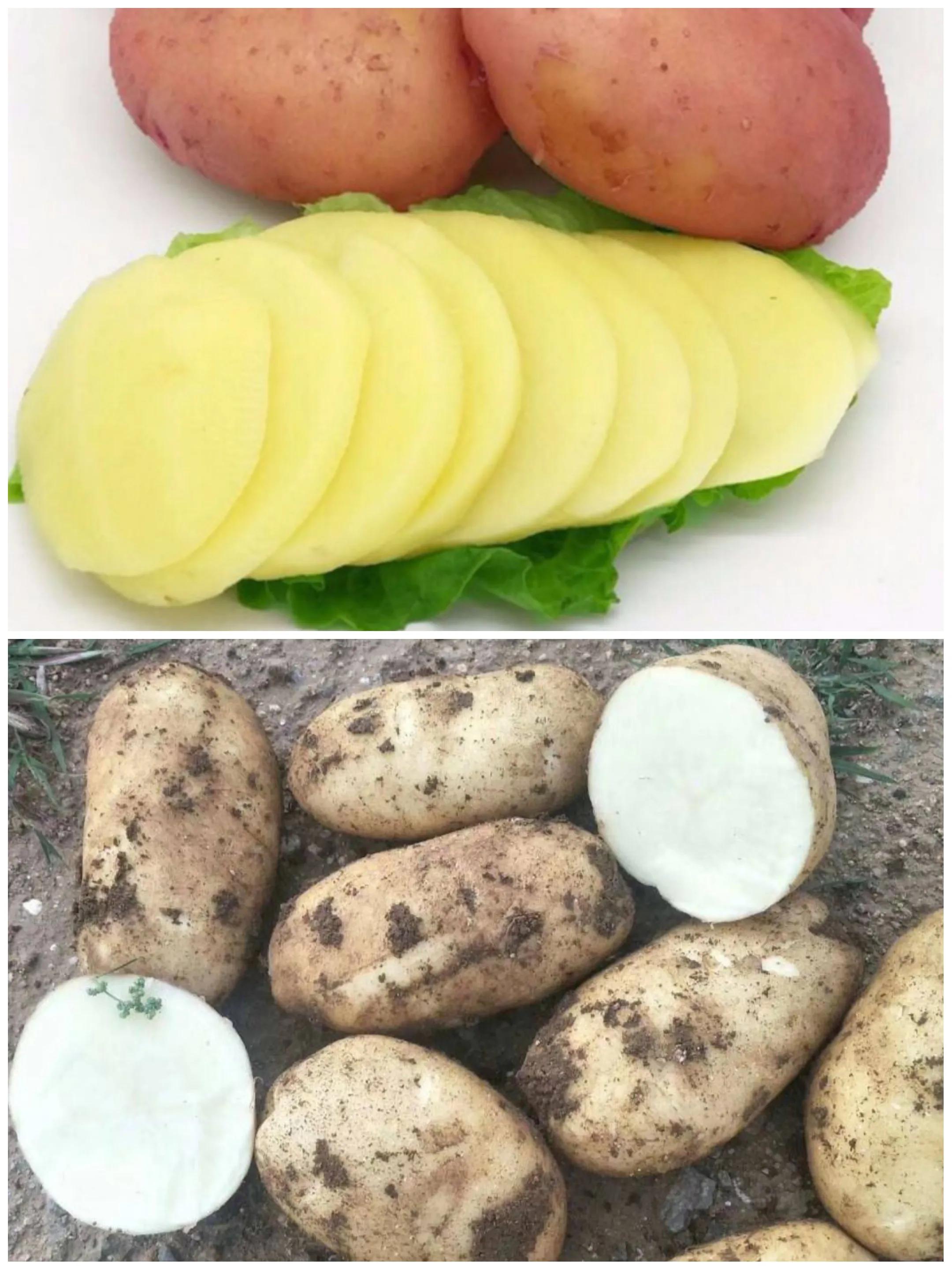 买土豆有学问！哪种最好吃？附：存放几个月不发芽“有妙招”