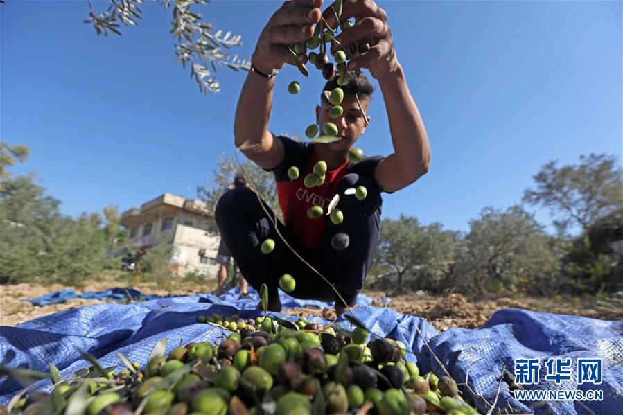 黎巴嫩：传统方法制作橄榄油