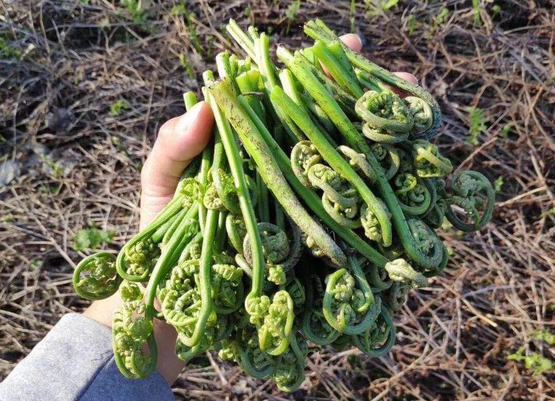 蕨菜被称为山菜之王，曾是人类的救荒粮，为何如今很多人不吃了