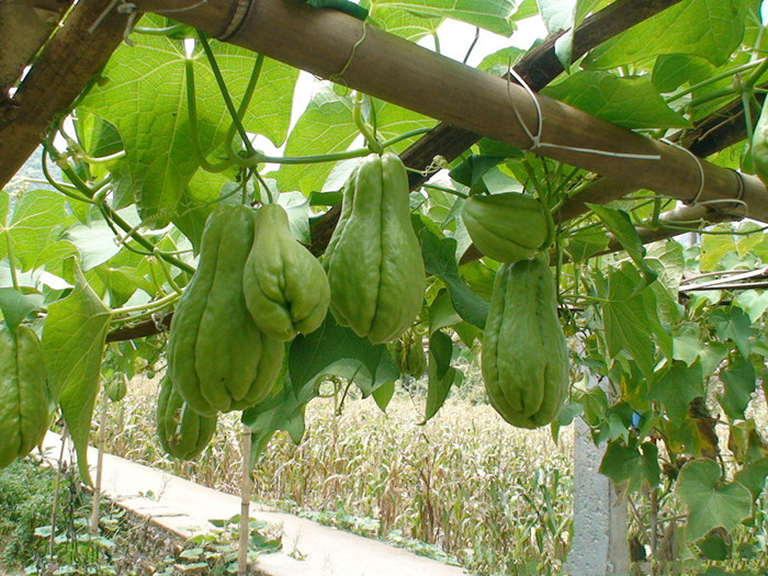 家里种棵“佛手瓜”，拳头一样大，一棵结几十斤，能当水果能当菜