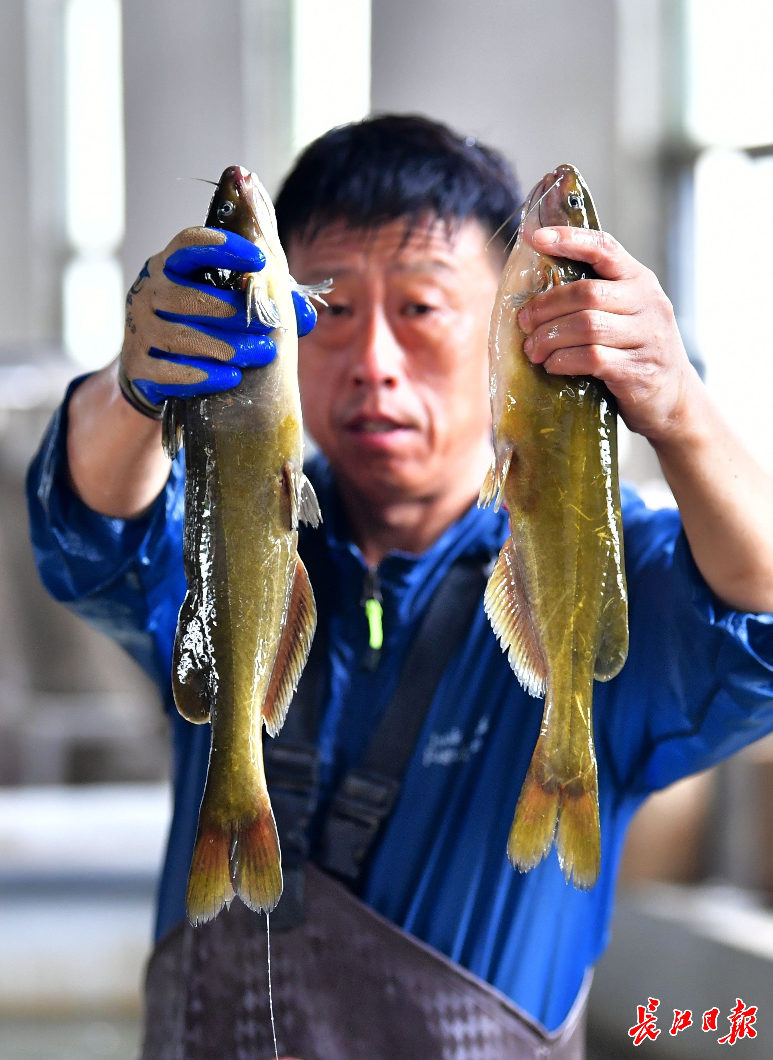 你没见过的“黄颡鱼生产线”｜影像