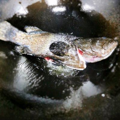 石斑鱼的做法 红烧 丰富餐桌味——红烧珍珠龙胆石斑鱼