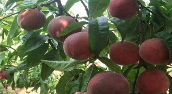 适合“懒人”种的果树，种一次能收好多年，种植简单，好吃有营养