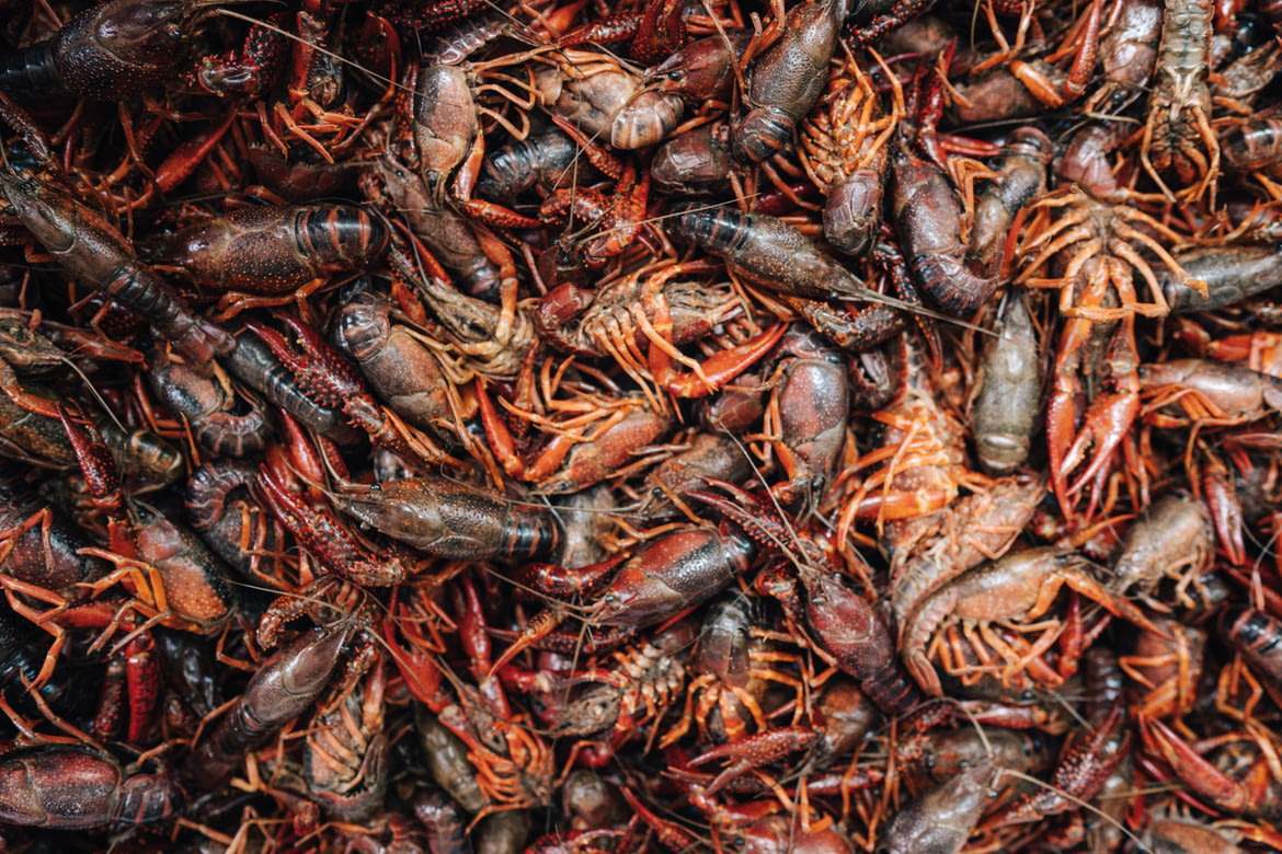 每斤跌破10元？最受欢迎的网红小龙虾怎么今年不香了？