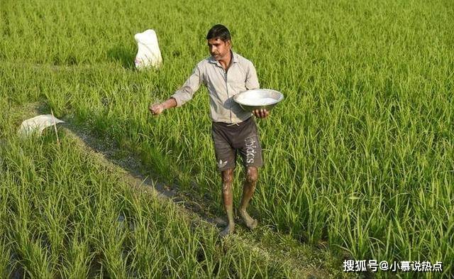 印度长粒稻米，价格是圆粒米的4倍还多，为何我国不大规模种植？