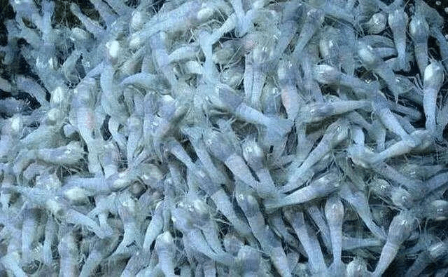 世界上最耐热的虾，生活在450度的火山泉中，怎么才能煮熟