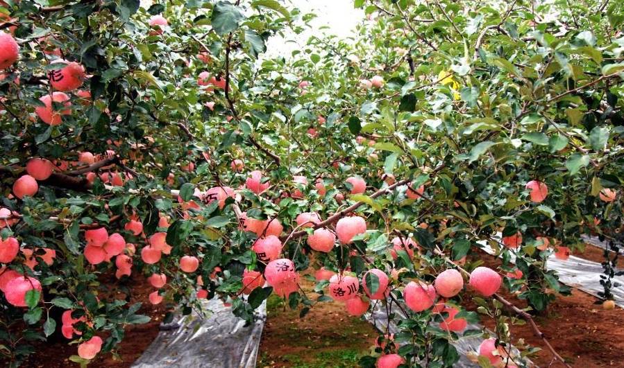 全中国哪里的苹果最好吃？请认清5个产地，甜美清脆，果中珍品