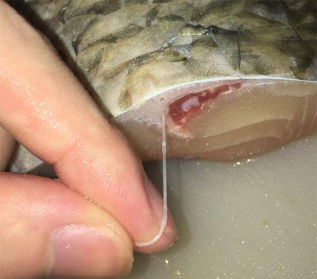 淡水鱼身上，有个特殊腥味的东西，把它摘除，清焖草鱼更好吃