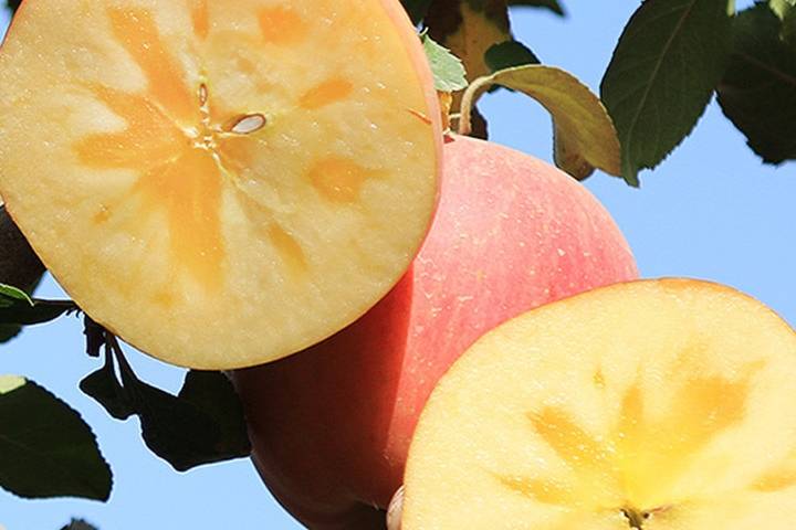 全中国哪里的苹果最好吃？请认清5个产地，甜美清脆，果中珍品